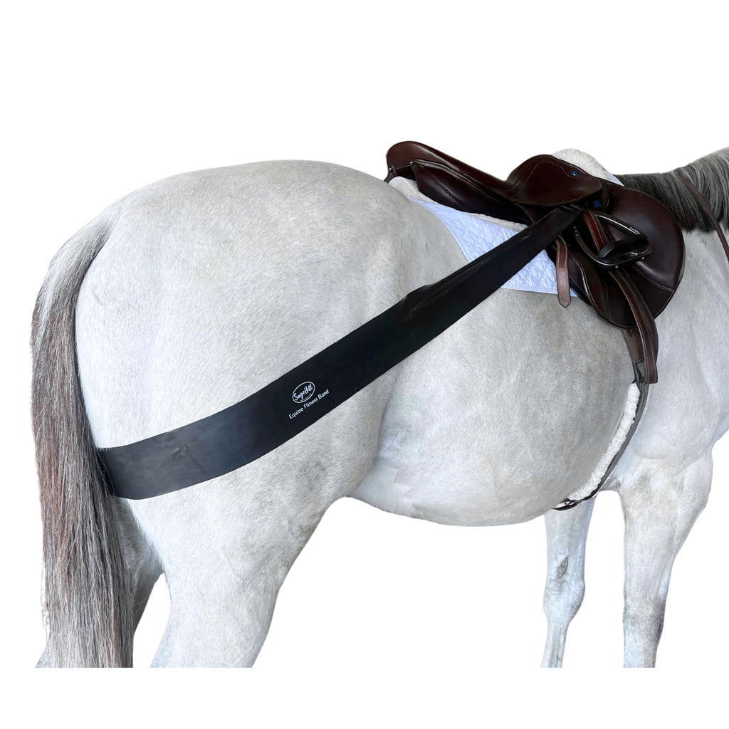 Equine Fitness Band